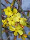 Jasminum nudiflorum