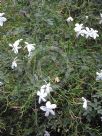 Jasminum officinale Affine