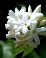 Jasminum sambac