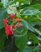 Jatropha integerrima