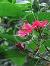 Jatropha integerrima