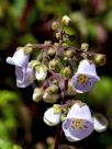 Jovellana violacea