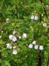 Jovellana violacea