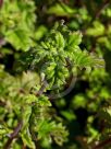 Jovellana violacea