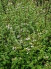 Jovellana violacea