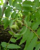 Juglans nigra