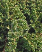 Juniperus procumbens Nana