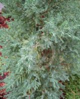 Juniperus chinensis Stricta