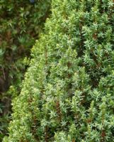 Juniperus communis Compressa