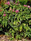 Justicia carnea