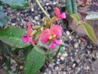 Kennedia coccinea