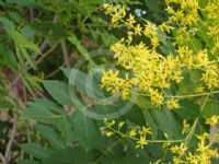 Koelreuteria paniculata