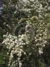 Kunzea ambigua