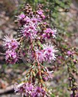 Kunzea parvifolia