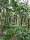 Laccospadix australasica