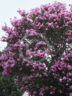 Lagerstroemia indica