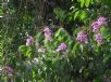 Lagerstroemia speciosa