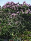 Lagerstroemia speciosa