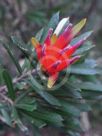 Lambertia formosa