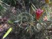 Lambertia formosa