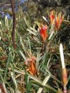 Lambertia formosa