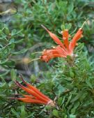 Lambertia inermis