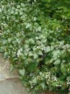 Lamium maculatum White Nancy