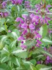 Lamium maculatum