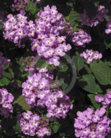 Lantana montevidensis