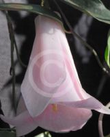 Lapageria rosea