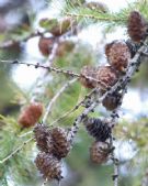 Larix sibirica