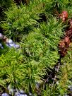 Larix sibirica