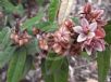 Lasiopetalum macrophyllum