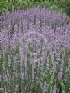 Lavandula angustifolia