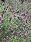 Lavandula stoechas