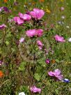 Lavatera trimestris