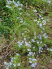 Lechenaultia biloba