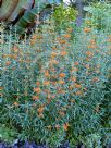 Leonotis leonurus