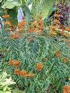 Leonotis leonurus