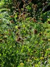 Leonotis ocymifolia raineriana