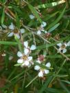 Leptospermum amboinense