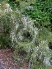 Leptospermum amboinense