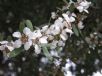 Leptospermum laevigatum