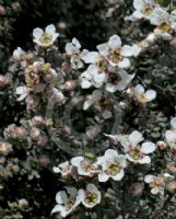 Leptospermum lanigerum