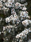 Leptospermum lanigerum