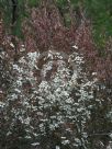 Leptospermum morrisonii Copper Glow