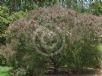 Leptospermum morrisonii Copper Glow