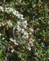 Leptospermum obovatum