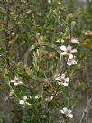 Leptospermum obovatum