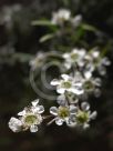 Leptospermum petersonii